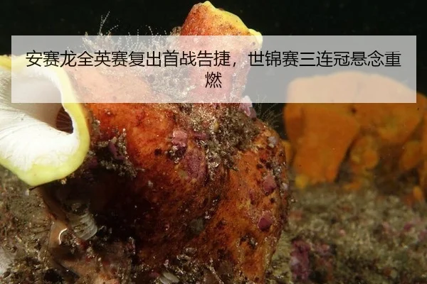 安赛龙全英赛复出首战告捷，世锦赛三连冠悬念重燃